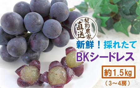 テレビで紹介されました![先行予約][令和8年発送]農家直送! 新鮮! 朝づみぶどう BKシードレス 種なし 1.5kg フルーツ 果物 贈答 大分県産 採れたて_2657R-2