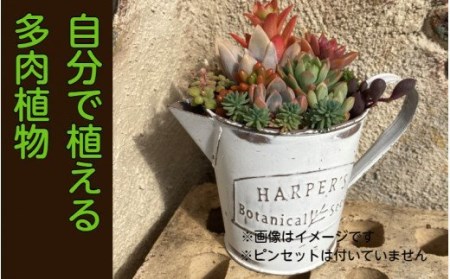 多肉植物 検索結果 ふるさと納税サイト ふるなび