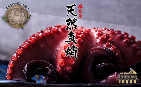 姫島産 天然真蛸 1匹