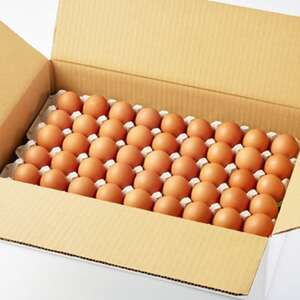 大分生まれのAW飼い有精卵「豊の米卵」90個入り_卵・乳製品 卵  たまご タマゴ 玉子_【配送不可地域：離島】【1610935】