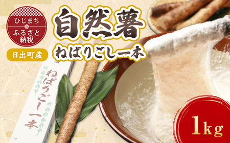 【数量限定】日出町産自然薯「ねばりごし一本」 (1kg)_野菜 自然薯 根菜 じねんじょ ジネンジョ_【1134765】