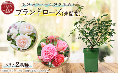 憧れのブランドローズ2鉢　バラ苗(7号鉢植え)_花・観葉植物 観葉植物・苗木  _【1428558】