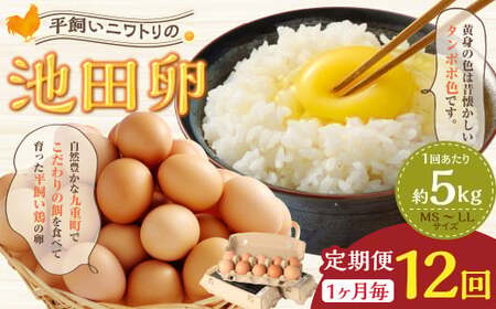 y12ցz 啪 dY jg̒rc ~bNXTCY MS`LLTCY v60kgi5kg×12j  ܂ ʎq { 