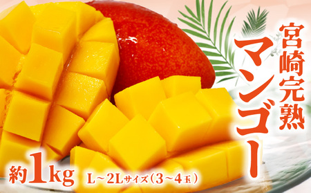 [期間限定]宮崎完熟マンゴー 約1kg L〜2Lサイズ(3〜4玉) くだもの 完熟 フルーツ