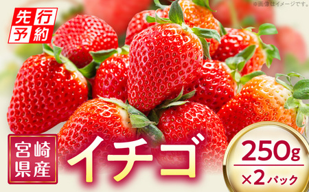 [2025年発送先行予約]宮崎県産イチゴ 250g×2パック 果物 苺 フルーツ