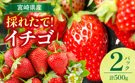 [2026年発送][数量・期間限定]宮崎県産イチゴ 2パック ストロベリー フルーツ 果物 旬