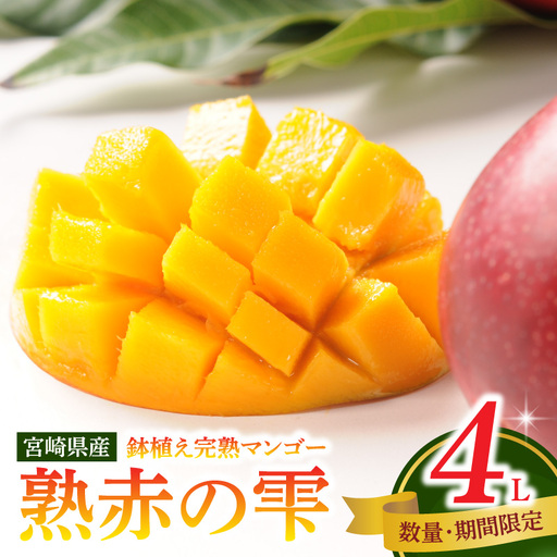 マンゴー 完熟 マンゴー 期間限定[数量限定 《2026年発送先行予約》 宮崎県産鉢植え完熟マンゴー 熟赤の雫(あかのしずく) 化粧箱入り4L×2玉 フルーツ くだもの デザート]