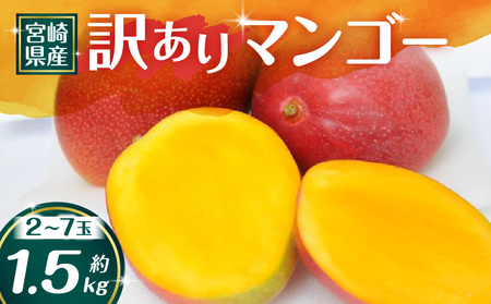 [期間・数量限定][訳あり]宮崎県産 訳ありマンゴー 約1.5kg(2〜7玉) 完熟マンゴー 果物 マンゴー