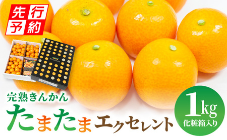 [2025年発送先行予約][期間・数量限定]完熟きんかん たまたまエクセレント 1kg きんかん フルーツ 数量限定