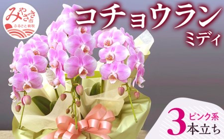 宮崎市産 コチョウランミディ 3本立ち ピンク系 コチョウラン 花 ピンク