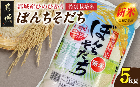 sYЂ̂Ђʍ͔|āuڂ񂿂v5kg(5kg×1)_16-N501_(ss) sY  5kg 5kg×1 Ђ̂Ђ ڂ񂿂