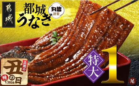 【丑の日】宮崎県育ちの【特大】うなぎ蒲焼1尾210g以上≪山椒・たれ付≫≪7月20日～25日お届け≫〔11-M301-UG〕_(都城市) 特大うなぎ蒲焼(有頭) 宮崎県産 真空 山椒・たれ付