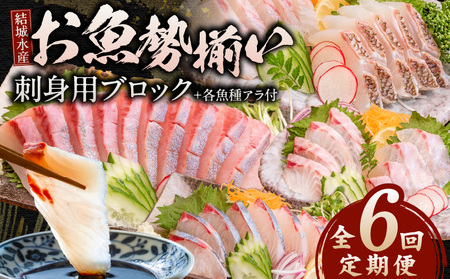 [6ヶ月定期便](冷蔵)結城水産のお魚勢ぞろい!お刺身用ブロック