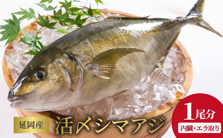 延岡産活〆鮮魚　職人技の脱血鮮魚　シマアジ　N019-ZB419