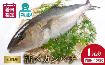 延岡産活〆鮮魚 職人技の脱血鮮魚 カンパチ