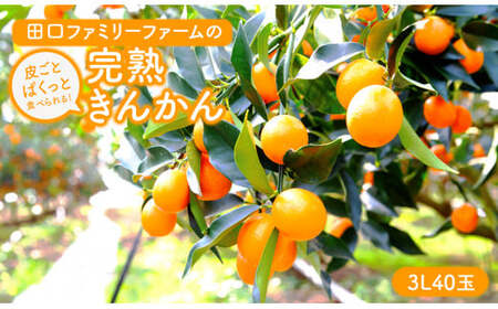 [田口ファミリーファーム]皮ごとぱくっと!完熟きんかん3L 40玉(約1kg)(2026年2月中旬発送開始)