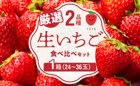 生いちご 厳選 2品種 食べ比べセット いちにのいちご園(2025年1月から発送開始