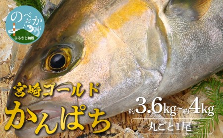 宮崎産 新海屋 鰤屋金太郎 宮崎ゴールドカンパチ 丸ごと1尾 約3.6kg〜約4kg