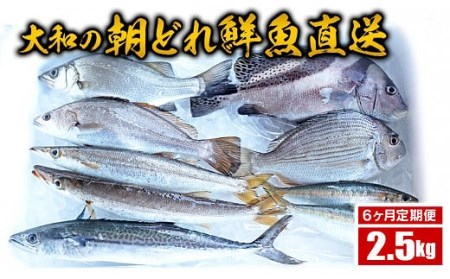 [6ヶ月定期便]大和海商の朝どれ鮮魚直送定期便 2.5kg