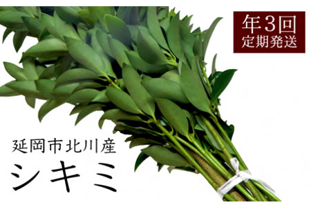 延岡市北川産シキミ(80cm程度)(3月・8月・12月定期配送)