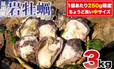 延岡産天然岩牡蠣（生食用）3kg（中）（2023年4月から発送開始）　A526