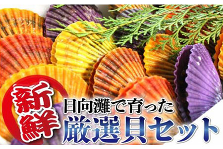 ニナ 貝 検索結果 ふるさと納税サイト ふるなび