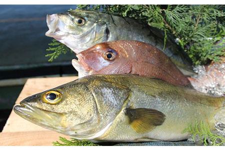 延岡市島浦島育ちの厳選鮮魚セット