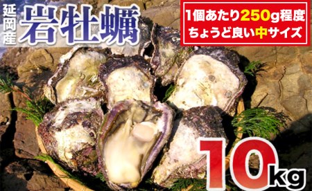 延岡産天然岩牡蠣（生食用）10kg（中）（2023年4月から発送開始）　D026