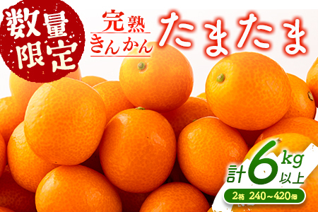 先行予約 数量限定 完熟きんかん たまたま 計6kg以上 (3kg×2箱) フルーツ 果物 くだもの 柑橘 金柑 国産 食品 期間限定 大粒 宮崎ブランド 希少 おすすめ デザート おやつ ギフト 贈り物 贈答 お返し お祝い おすそ分け 産地直送 日南市 送料無料_DC8-23