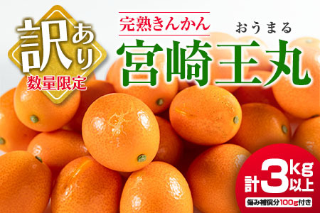 訳あり 数量限定 完熟 きんかん 宮崎王丸 計3kg以上 傷み補償分100g付き フルーツ 果物 柑橘 金柑 みかん 人気 おすすめ グルメ 国産 食品 特産品 産地直送 送料無料_AA55-23