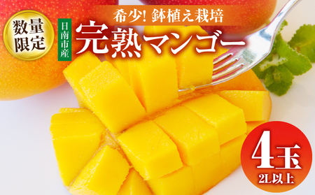 数量限定 希少 完熟マンゴー 鉢植え栽培 2L以上 × 4玉_FC16-25