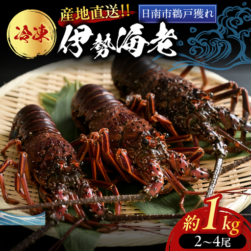 ≪ 期間限定・数量限定 ≫ 伊勢海老 約1kg (2〜4尾) 伊勢えび イセエビ 海鮮 海産物