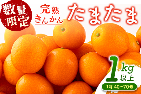 先行予約 数量限定 完熟きんかん たまたま 計1kg以上 (1kg×1箱) フルーツ 果物 くだもの 柑橘 金柑 国産 食品 期間限定 大粒 宮崎ブランド 希少 おすすめ デザート おやつ ギフト 贈り物 贈答 お返し お祝い おすそ分け 産地直送 日南市 送料無料