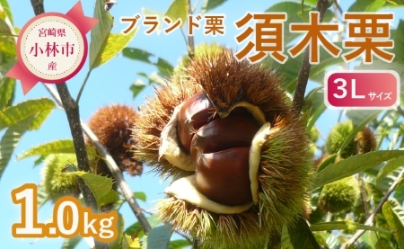 [期間・数量限定]ブランド栗「須木栗」3Lサイズ 1kg程度(生栗 マロン 栗 果物 フルーツ 限定 秋 旬)