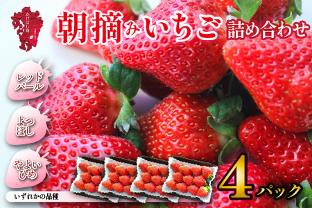 [先行予約/2025年]新鮮採れたて 朝摘みいちご 4パック(苺 イチゴ フルーツ 2025 先行受付 産地直送 限定)