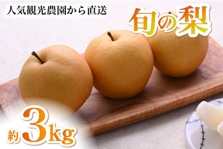 [観光農園直送!]旬の梨詰め合わせ 3kg(梨 なし ナシ 果物 フルーツ 限定)