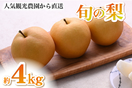 �y2026�N���� ��s�\��z�{�̗��l�ߍ��킹 4kg�i�� �Ȃ� �i�V �ʕ� �t���[�c 2026 ��s��t ����j