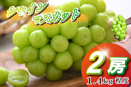 �y2026�N���� ��s�\��z�V���C���}�X�J�b�g 2�[ 1.4kg���x�i�Ԃǂ� �u�h�E �}�X�J�b�g �t���[�c �ʕ� ��s��t ����j