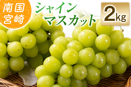 �y�ߘa8�N���� ��s�\��z���юs�Y �V���C���}�X�J�b�g 2kg�i�u�h�E �Ԃǂ� �V���C���}�X�J�b�g �}�X�J�b�g �t���[�c �ʕ� ��s��t ����j