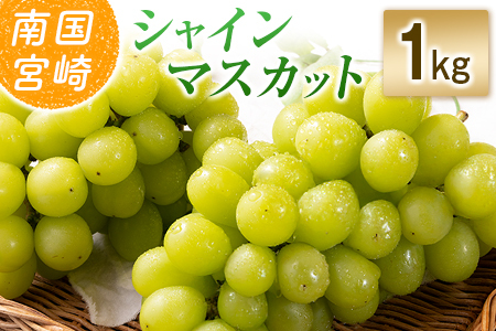 �y�ߘa8�N���� ��s�\��z���юs�Y �V���C���}�X�J�b�g 1kg�i�u�h�E �Ԃǂ� �V���C���}�X�J�b�g �}�X�J�b�g �t���[�c �ʕ� ��s��t ����j