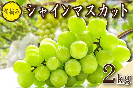 [2026年発送 先行予約]朝摘み樹上完熟シャインマスカット 2kg程度(ブドウ ぶどう シャインマスカット フルーツ 先行受付 2026 宮崎県)