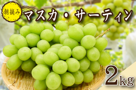 [2026年発送 先行予約]農場直送・朝摘み樹上完熟マスカ・サーティン 2kg程度(ブドウ ぶどう シャインマスカット 希少 先行受付 2026 宮崎県)
