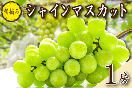 [2026年発送 先行予約]特選大房朝摘み完熟シャインマスカット1房 750g程度(ブドウ ぶどう フルーツ シャインマスカット 先行受付 2026 宮崎県)