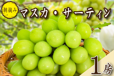 [2026年発送 先行予約]特選大房朝摘み完熟マスカ・サーティン1房 750g程度(ブドウ ぶどう シャインマスカット 希少 先行受付 2026 宮崎県)