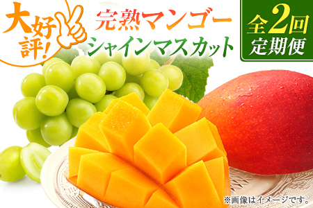 [定期便・全2回]完熟マンゴーとシャインマスカット定期便(マンゴー 完熟マンゴー アップルマンゴー ブドウ ぶどう マスカット 定期便)