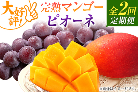 [定期便・全2回]完熟マンゴーとピオーネ定期便(マンゴー 完熟マンゴー アップルマンゴー ブドウ ぶどう 種なし ピオーネ 定期便)
