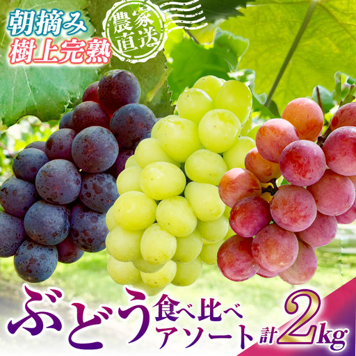 旬のぶどう3種食べ比べ アソート 計2kg程度( マスカサーティン オーロラブラック・ピオーネ クイーンニーナ ) ぶどう ブドウ マスカサーティン シャイン マスカット フルーツ 果物 ぶどう食べ比べ