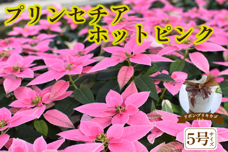 プリンセチア ホットピンク(観葉植物 植物 5号鉢 贈答 贈り物 プレゼント ギフト)