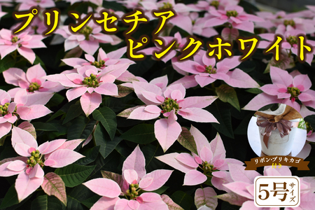 プリンセチア ピンクホワイト(観葉植物 植物 5号鉢 贈答 贈り物 プレゼント ギフト)