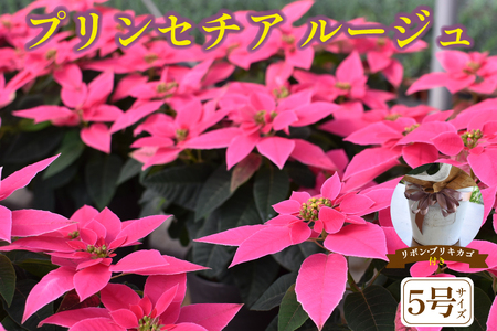 プリンセチア ルージュ(観葉植物 植物 5号鉢 贈答 贈り物 プレゼント ギフト)